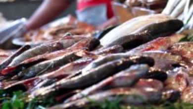 أسعار السمك في مصر اليوم الجمعة 7 أسعار السمك