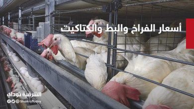 أسعار الفراخ