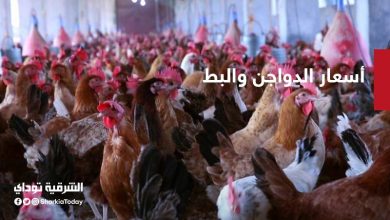 أسعار الفراخ