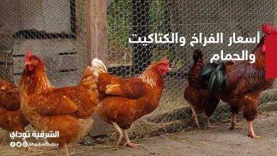 أسعار الفراخ