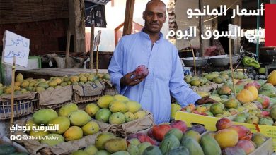 أسعار المانجو