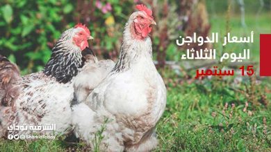 أسعار الدواجن اليوم الثلاثاء 15 سبتمبر في بورصة البيض والفراخ والبط 13 الدواجن
