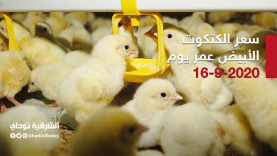 سعر الكتكوت الأبيض عمر يوم .. الأربعاء 16 سبتمبر 2020 19 سعر الكتكوت الأبيض عمر يوم .. الأربعاء 16 سبتمبر 2020
