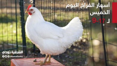 أسعار الدواجن اليوم الخميس تبدأ من 13 جنيه وحمام الزغاليل 25 جنيه 18 للللل