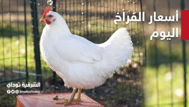 أسعار الدواجن اليوم 5 ديسمبر تنخفض والسعر يبدأ من 14 إلى 34 17 أسعار الدواجن اليوم