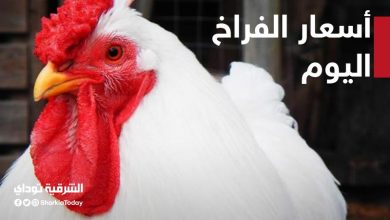 أسعار الدواجن اليوم الأربعاء 21 أكتوبر تبدء من 21 جنيه " تعرف على قائمة الأسعار 2 أسعار الدواجن اليوم