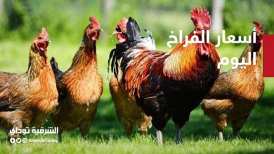 أسعار الدواجن اليوم الأربعاء 14 أكتوبر تسجل ارتفاع في السوق إليك قائمة الأسعار 16 أسعار الدواجن اليوم