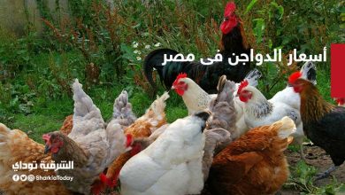 أسعار الدواجن