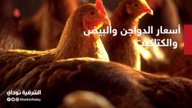 أسعار الدواجن والبيض والكتاكيت