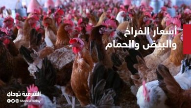 أسعار الفراخ والبيض والحمام اليوم الثلاثاء في مصر 11 أسعار الفراخ والبيض والحمام