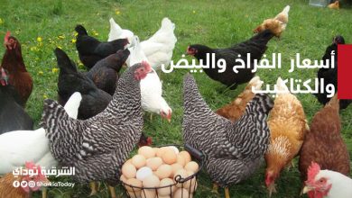 أسعار الفراخ والبيض والكتاكيت اليوم الثلاثاء 20 أكتوبر 2020 11 أسعار الفراخ