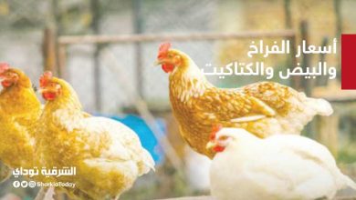 أسعار الفراخ والبيض والكتاكيت