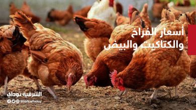تراجع في أسعار الفراخ والكتاكيت والبيض في مصر اليوم الأحد 25 أكتوبر 5 أسعار الفراخ
