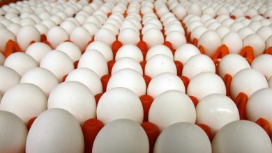 ارتفاع جديد في بورصة البيض اليوم الخميس في السوق المصري 9 بورصة البيض