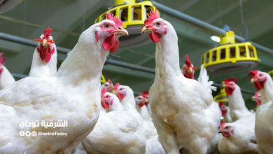 أسعار الدواجن اليوم الأحد 15-11-2020 والبط والرومي والكتاكيت في مصر 9 Poultry prices