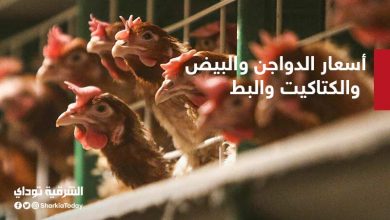 أسعار الدواجن اليوم الخميس