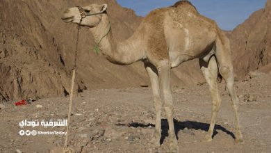 السعودية تواجه خطرا كارثيا