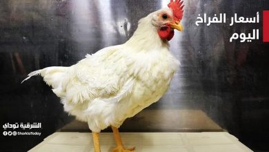 انخفاض أسعار الدواجن اليوم الخميس 5 نوفمبر 2020 12 انخفاض أسعار الدواجن اليوم الخميس 5 نوفمبر 2020
