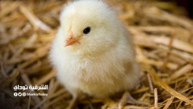 سعر الكتكوت الأبيض عمر يوم .. الأحد 15-11-2020 "آخر تحديث" 16 سعر الكتكوت الأبيض عمر يوم