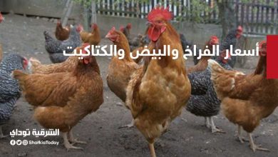 أسعار الفراخ والبيض والكتاكيت والطيور في مصر اليوم 9 ديسمبر 1 أسعار الفراخ