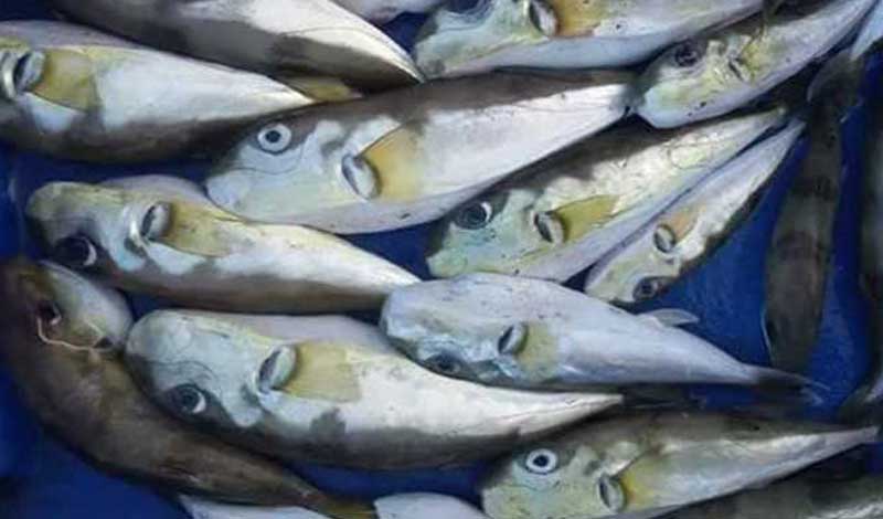 الحكومة تحذر من 8 أنواع سمك