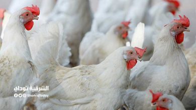 أسعار بورصة الدواجن اليوم الاثنين 14-12-2020.. آخر تحديث 10 بورصة الدواجن