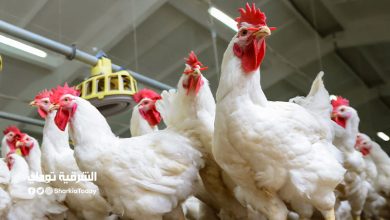 انخفاض واضح.. ننشر أسعار الدواجن والكتاكيت والبيض والأرانب والبط 7 أسعار الدواجن