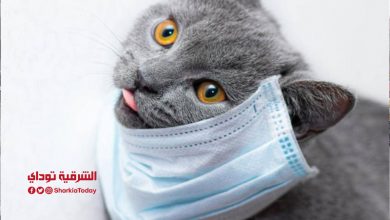 عانت من فقدان الشهية والحمى.. إصابة قطة بسلالة فيروس كورونا الجديدة 3 عانت من فقدان الشهية والحمى.. إصابة قطة بسلالة فيروس كورونا الجديدة1