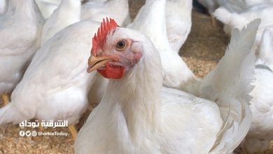 ارتفاع واضح.. ننشر أسعار بورصة الدواجن اليوم الخميس 11-2-2021 3 ارتفاع واضح.. ننشر أسعار بورصة الدواجن اليوم الخميس 11-2-2021