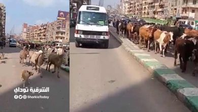 الزقازيق