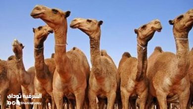 مخاوف من انتقال أحد فيروسات كورونا الأشد فتكًا إلى البشر عبر الإبل 14 مخاوف من انتقال أحد فيروسات كورونا الأشد فتكًا إلى البشر عبر الإبل