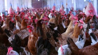 أسعار الدواجن والبط والطيور