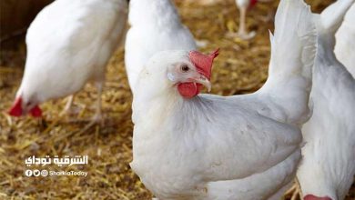 بورصة الدواجن اليوم