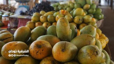 تبدأ من 7 جنيه.. ننشر أسعار المانجو اليوم في مصر.. (سنارة وزبدية وعويس) 4 أسعار المانجو اليوم في مصر