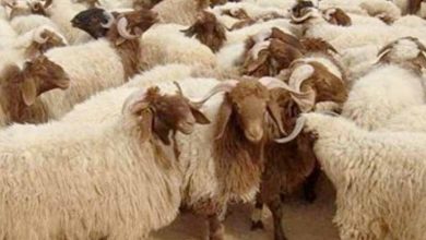 الإفتاء تحذر من خطأ شائع في الأضحية.. وتوضح شروطها 2 الإفتاء تحذر من خطأ شائع في الأضحية