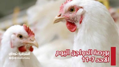 ننشر أسعار بورصة الدواجن اليوم الأحد 11-7-2021 1 بورصة الدواجن اليوم