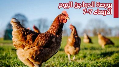 بورصة الدواجن اليوم الأربعاء 7-7-2021.. الكيلو بـ19 جنيها والبيض بـ46 جنيها للكرتونة 3 بورصة الدواجن اليوم