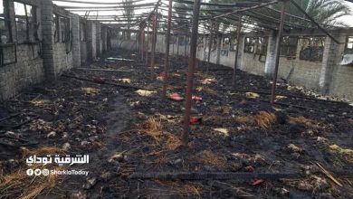 "كارثة قبل العيد الكبير".. نفوق 145 رأس ماشية تقدر بـ850 ألف جنيه في حريق مزرعة بالمنيا 1 حريق مزرعة مواشي