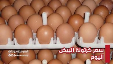تخطت الـ 50 جنيهًا.. تعرف على سعر كرتونة البيض اليوم الأربعاء 22 سبتمبر 2021 8 سعر كرتونة البيض