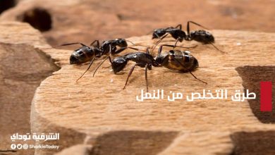 طرق التخلص من النمل
