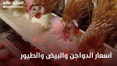 أسعار الدواجن والبيض والطيور في مصر 6 أسعار الدواجن والبيض والطيور