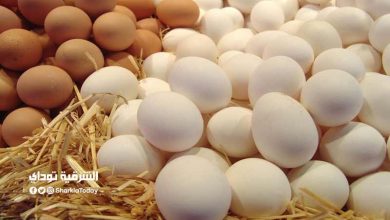 بعد ارتفاع ملحوظ.. ننشر لكم تحديث لـ سعر كرتونة البيض اليوم الخميس 30-9-2021 7 سعر كرتونة البيض اليوم