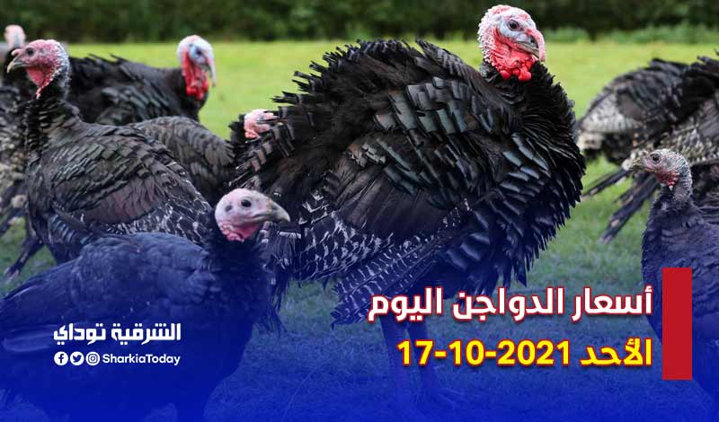 "الكيلو يبدأ من 22 جنيه".. أسعار الدواجن اليوم الأحد 17-10-2021 في مصر 5 Rumi