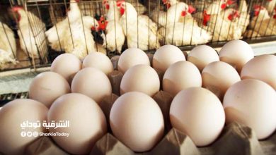 "قفزة جنونية".. زيادة "10 جنيهات" في أسعار الدواجن والبيض بالأسواق 12 أسعار الدواجن والبيض بالأسواق