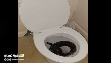 فيديو يحبس الأنفاس.. ثعبان يصدم سيدة بالخروج من المرحاض قبل جلوسها 3 ثعبان يصدم سيدة