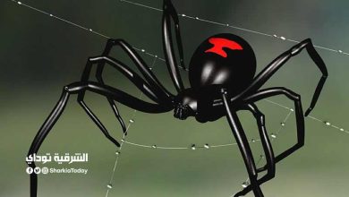 الأرملة السودلء