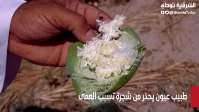 طبيب عيون يحذر من شجرة بالسعودية: تسبب العمى 9 طبيب عيون يحذر من شجرة بالسعودية