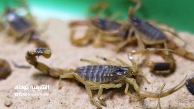 الصحة تحسم الجدل بشأن تسجيل حالات وفاة بسبب لدغات العقارب في أسوان 3 تسجيل حالات وفاة بسبب لدغات العقارب