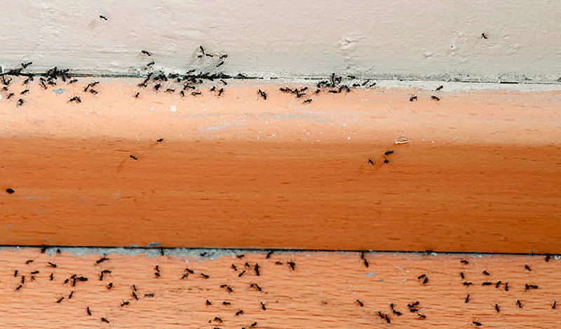وصفات للتخلص من النمل والصراصير