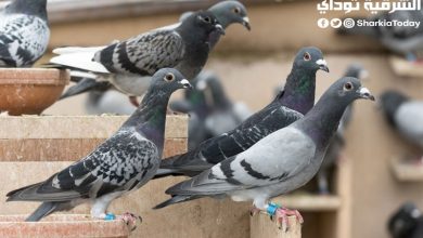 أكل العرايس.. أسعار الحمام والطيور اليوم 2 أسعار الحمام
